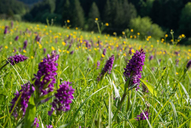 Fialová podívaná: louku v Beskydech opět rozzářily orchideje