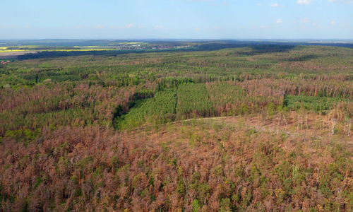 Borové lesy v Polabí usychají
