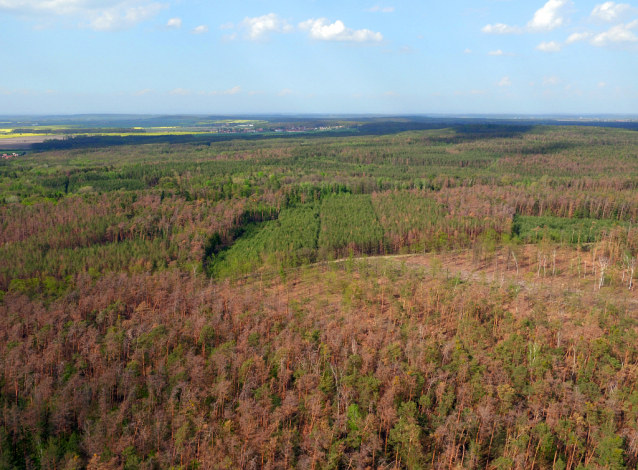 Borové lesy v Polabí usychají