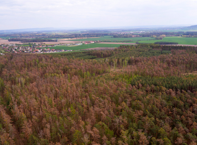 Borové lesy v Polabí usychají