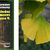 Ginkgo biloba, zázračný strom Ginkgo biloba, zázračný strom