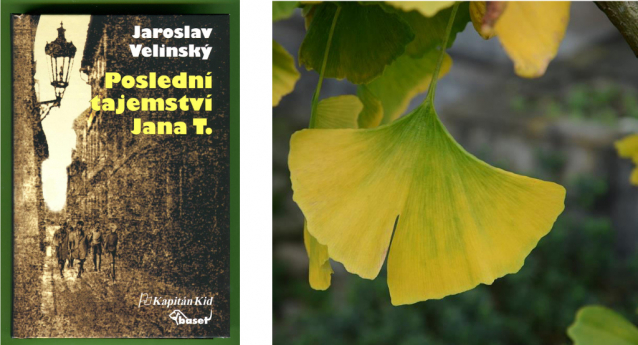 Ginkgo biloba, zázračný strom