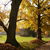 Ginkgo biloba, zázračný strom Ginkgo biloba, zázračný strom