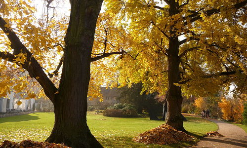 Ginkgo biloba, zázračný strom