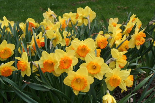 Narcisy, tulipány, magnólie - až oči přechází