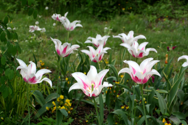 V Průhonicích kvetou tulipány a rododendrony