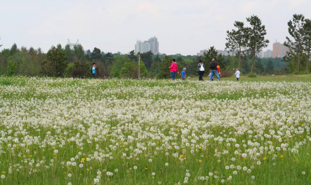 V Průhonicích kvetou tulipány a rododendrony