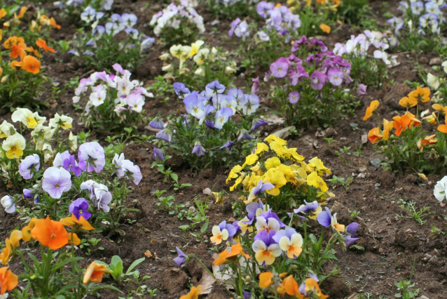 V Průhonicích kvetou tulipány a rododendrony