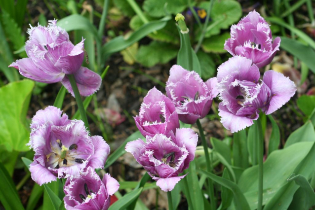 V Průhonicích kvetou tulipány a rododendrony