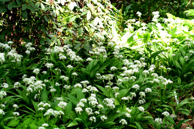 V Průhonicích kvetou tulipány a rododendrony