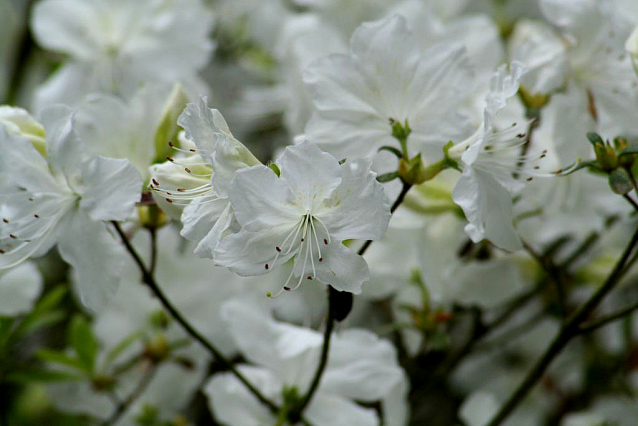 V Průhonicích kvetou tulipány a rododendrony