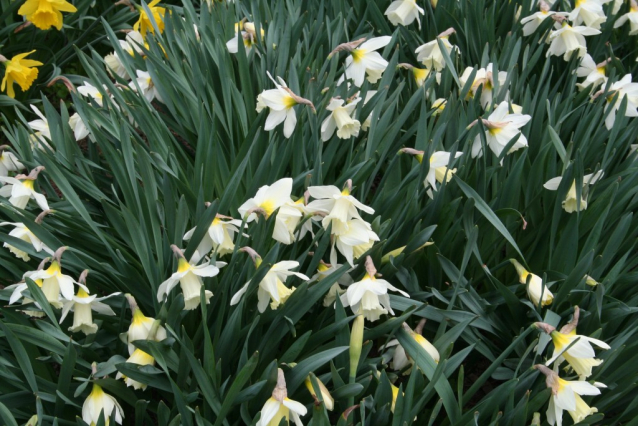 Narcisy, tulipány, magnólie - až oči přechází