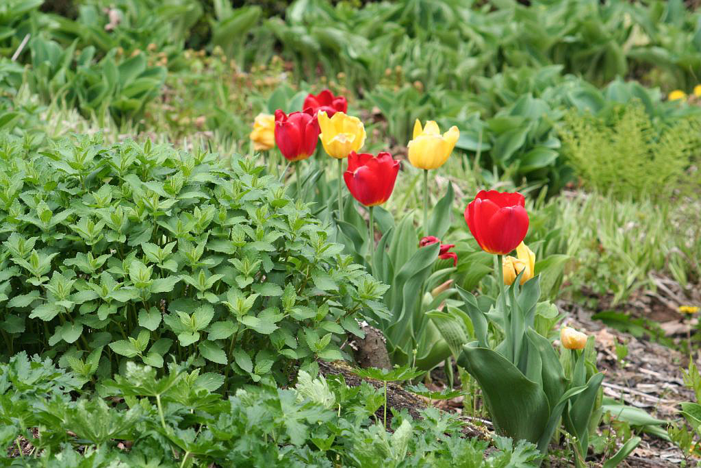 Tulipány v Dendrologické zahradě Průhonice.