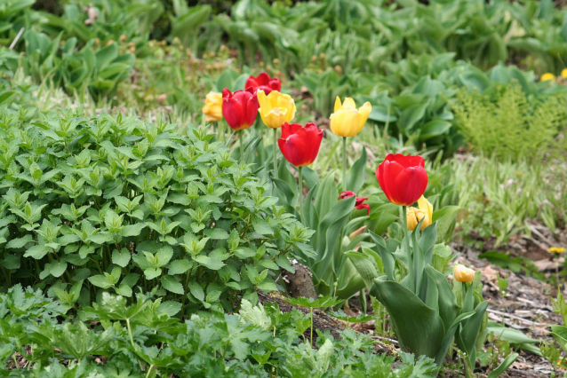 V Průhonicích kvetou tulipány a rododendrony