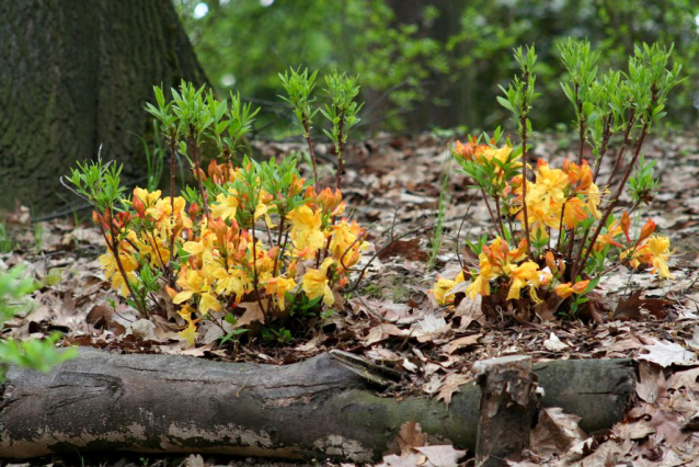 V Průhonicích kvetou tulipány a rododendrony