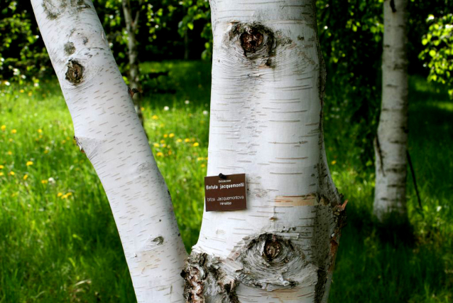 V Průhonicích kvetou tulipány a rododendrony