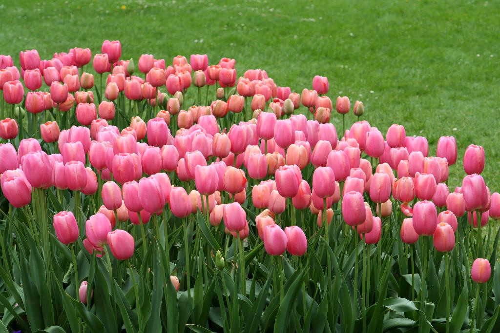 Růžové tulipány.