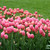 V Průhonicích kvetou tulipány a rododendrony