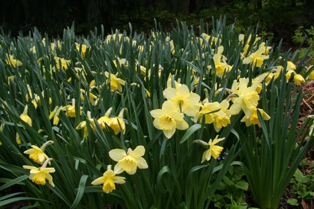 Narcisy, tulipány, magnólie - až oči přechází