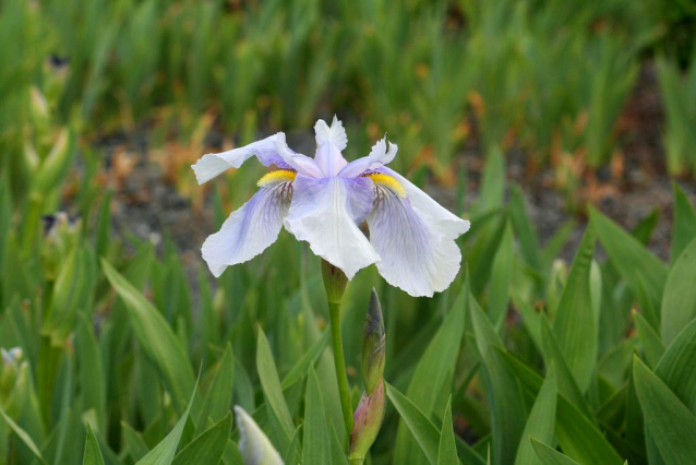 V Průhonicích kvetou tulipány a rododendrony