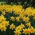 Narcisy, tulipány, magnólie - až oči přechází