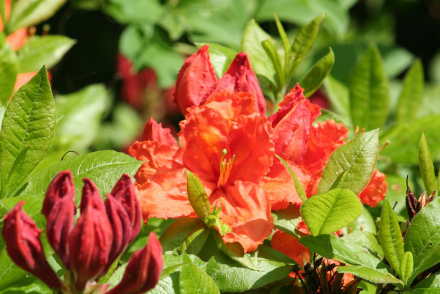 V Průhonicích kvetou tulipány a rododendrony