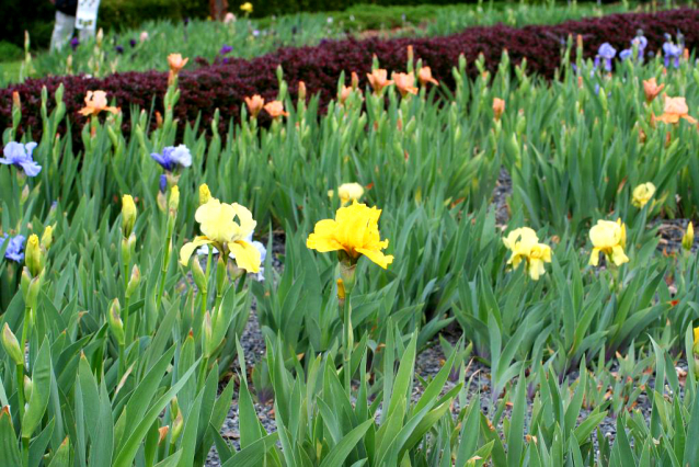 V Průhonicích kvetou tulipány a rododendrony