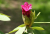 V Průhonicích kvetou tulipány a rododendrony