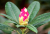 V Průhonicích kvetou tulipány a rododendrony