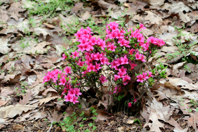 V Průhonicích kvetou tulipány a rododendrony