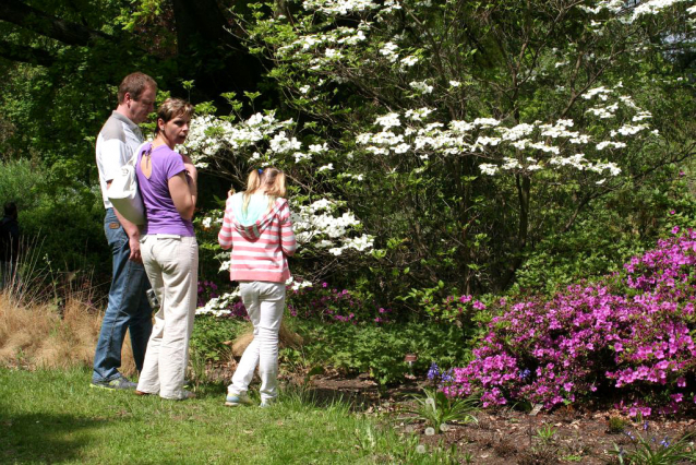 V Průhonicích kvetou tulipány a rododendrony