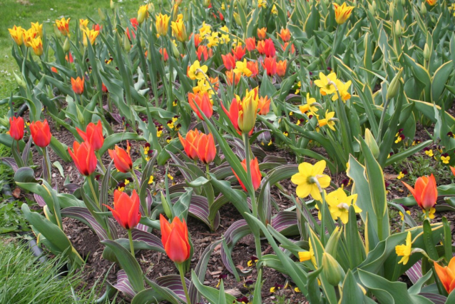 Narcisy, tulipány, magnólie - až oči přechází