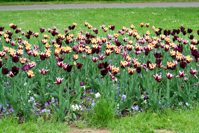 V Průhonicích kvetou tulipány a rododendrony