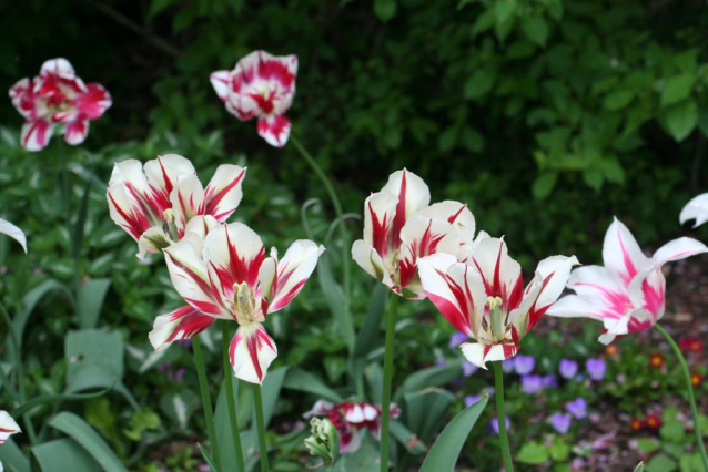 V Průhonicích kvetou tulipány a rododendrony