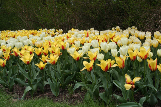 Narcisy, tulipány, magnólie - až oči přechází