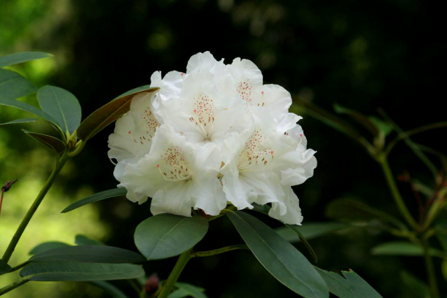 V Průhonicích kvetou tulipány a rododendrony