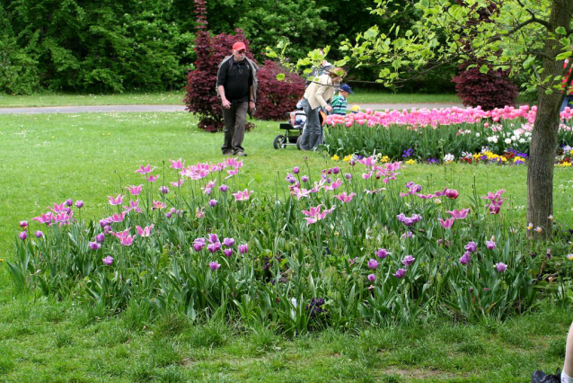 V Průhonicích kvetou tulipány a rododendrony