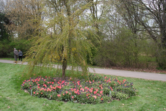 Narcisy, tulipány, magnólie - až oči přechází