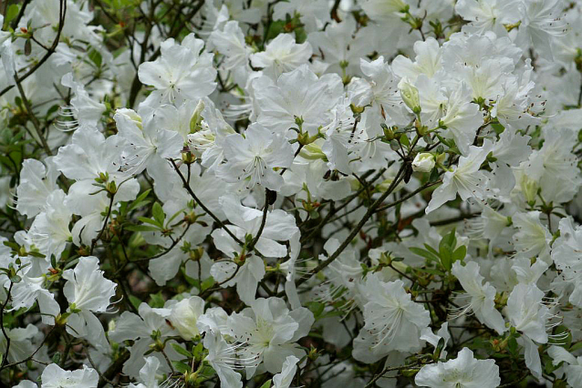 V Průhonicích kvetou tulipány a rododendrony