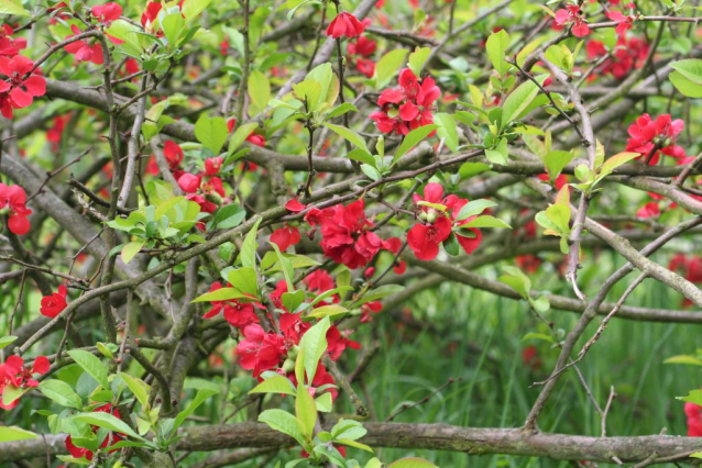 V Průhonicích kvetou tulipány a rododendrony