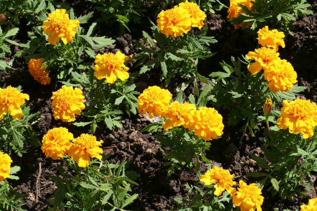 Botanická zahrada Malešice se rozkládá v údolí dutých hlav