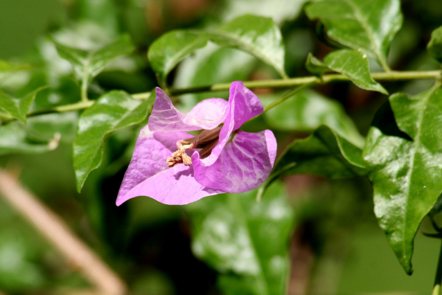 Botanická zahrada Malešice se rozkládá v údolí dutých hlav