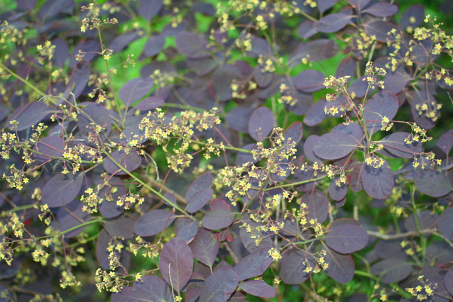 Botanická zahrada Malešice se rozkládá v údolí dutých hlav