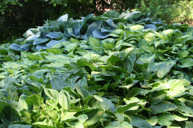 Botanická zahrada Malešice se rozkládá v údolí dutých hlav