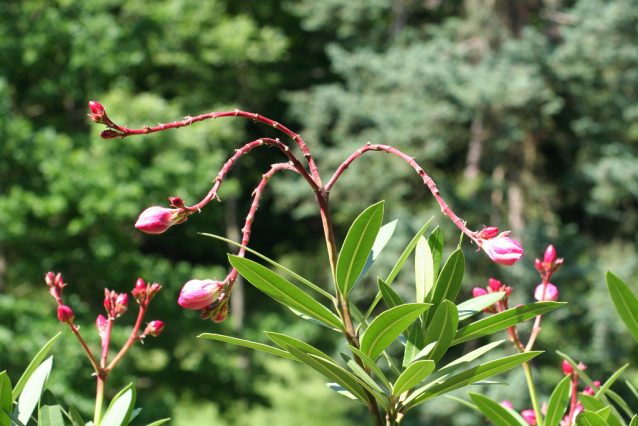 Botanická zahrada Malešice se rozkládá v údolí dutých hlav