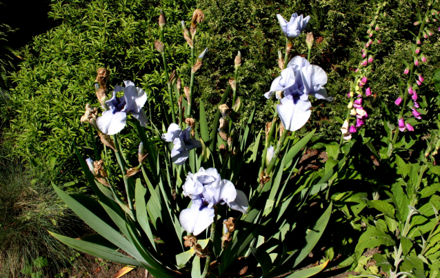 Botanická zahrada Malešice se rozkládá v údolí dutých hlav