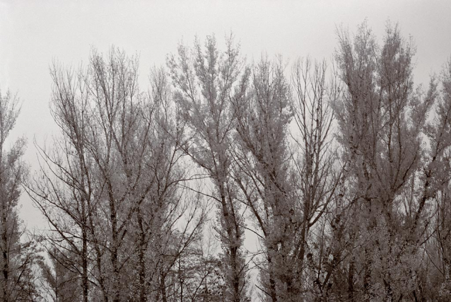 Stromovka žije na podzim i v zimě