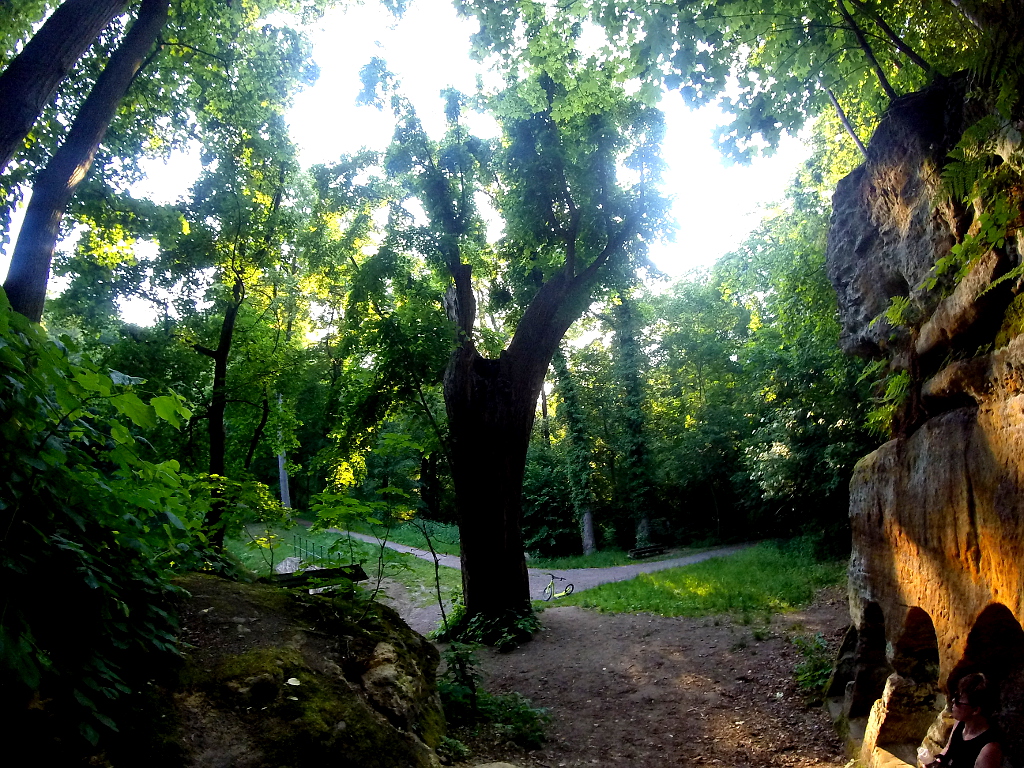 Praha, Vinořský zámecký park. Stará lípa na rozcestí u Kamenného stolu.