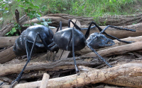 Mravenec lesní se rojí pod Ralskem