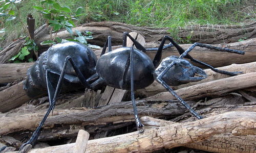 Mravenec lesní se rojí pod Ralskem